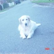 Photo de Golden retriever