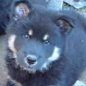 Photo d'Eurasier