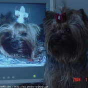 Photo de Yorkshire terrier