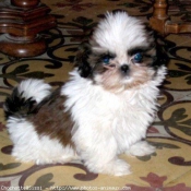 Photo de Shih tzu