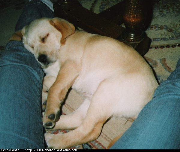 Photo de Labrador retriever