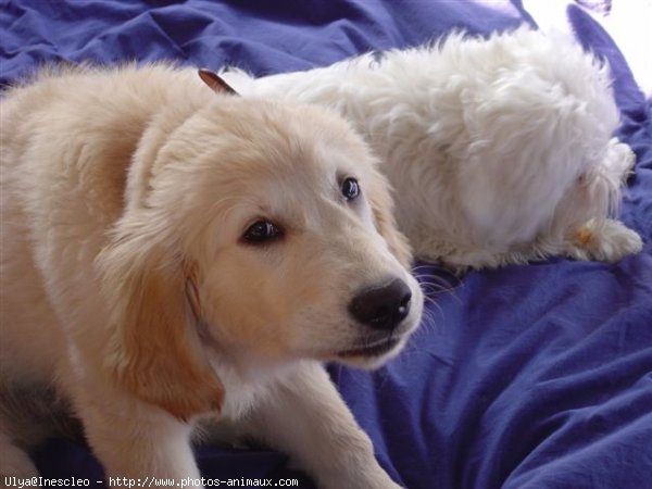 Photo de Golden retriever