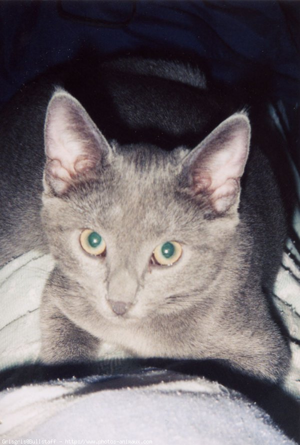 Photo de Chartreux