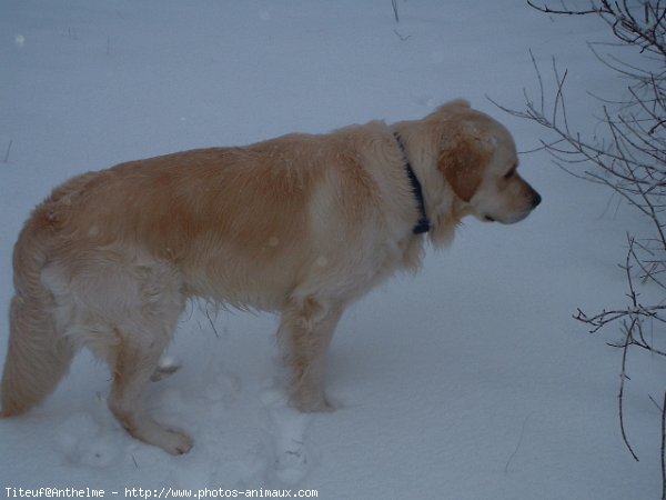 Photo de Golden retriever