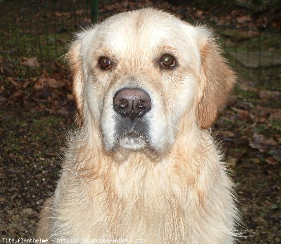 Photo de Golden retriever