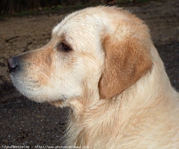 Photo de Golden retriever