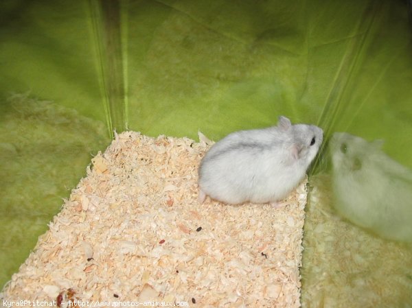 Photo de Hamster