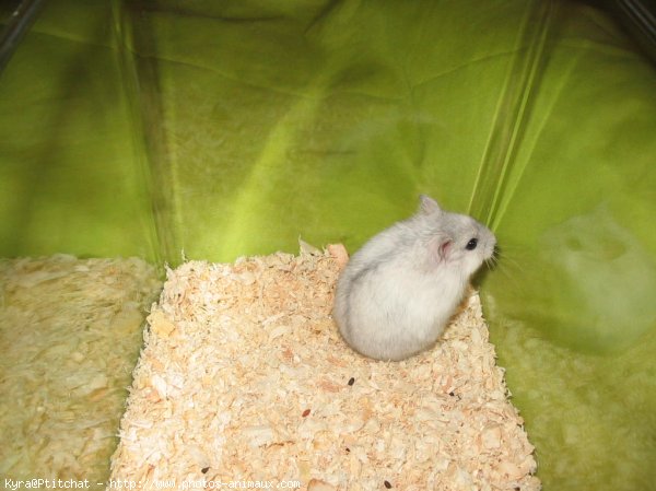 Photo de Hamster