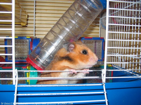 Photo de Hamster