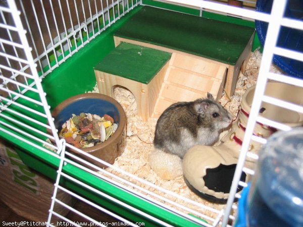 Photo de Hamster