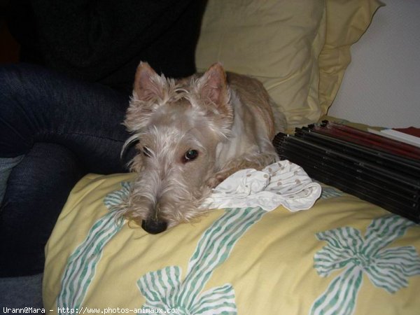 Photo de Scottish terrier