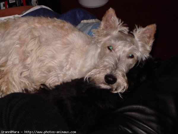 Photo de Scottish terrier