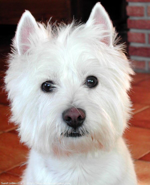 Photo de West highland white terrier