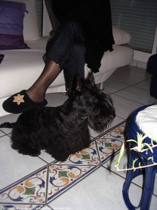 Photo de Scottish terrier