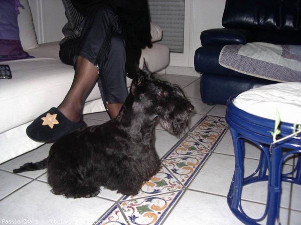 Photo de Scottish terrier