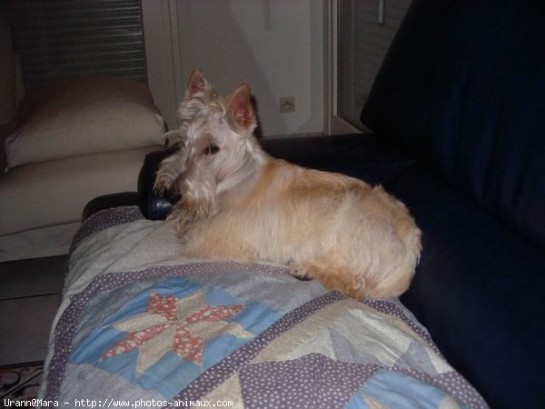 Photo de Scottish terrier