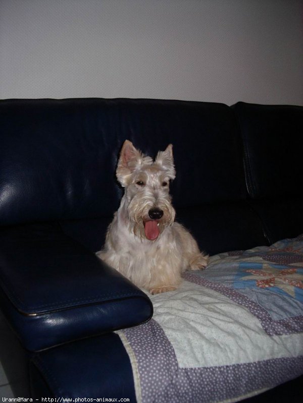 Photo de Scottish terrier