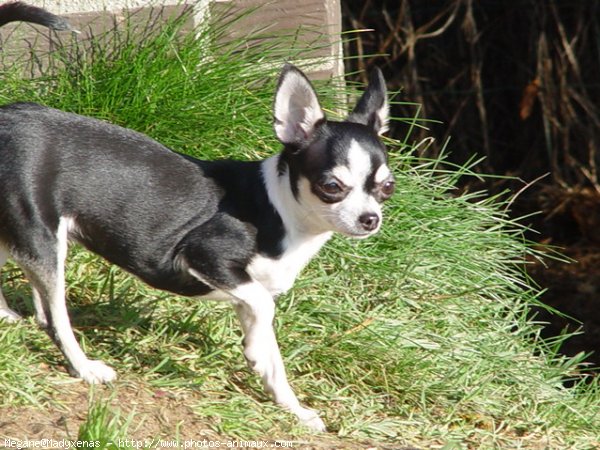 Photo de Chihuahua  poil court