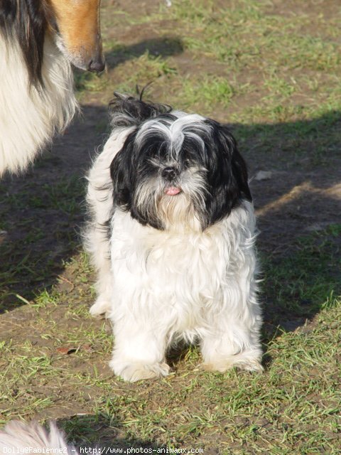 Photo de Shih tzu