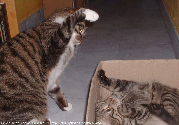 Photo de Chat domestique