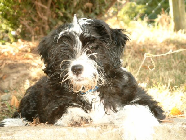 Photo de Terrier tibetain