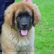 Photo de Leonberg