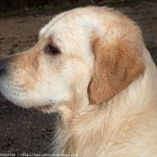 Photo de Golden retriever