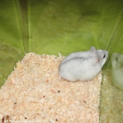 Photo de Hamster