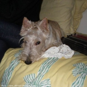 Photo de Scottish terrier