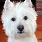 Photo de West highland white terrier