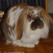 Photo de Lapin