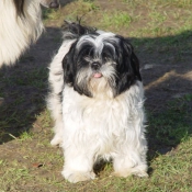 Photo de Shih tzu