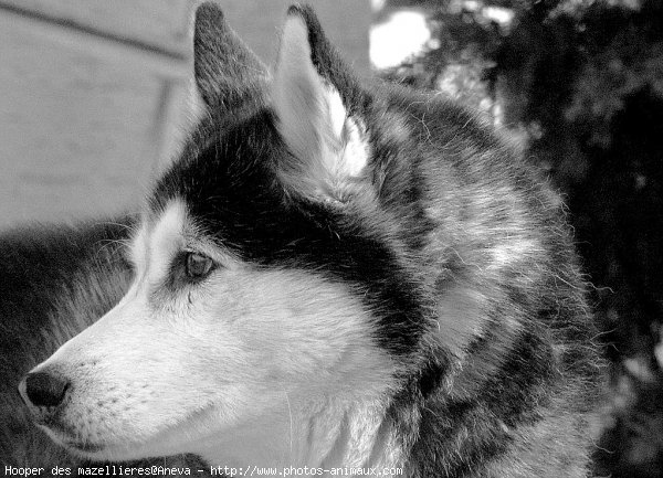 Photo de Husky siberien