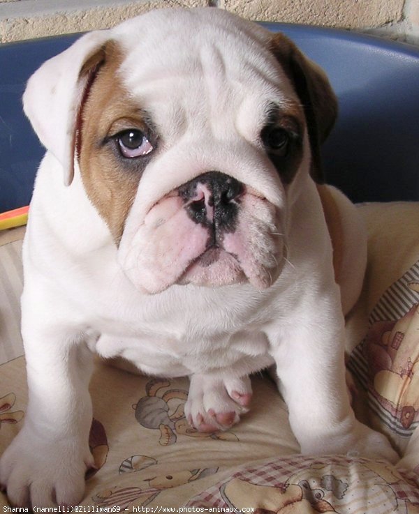 Photo de Bulldog