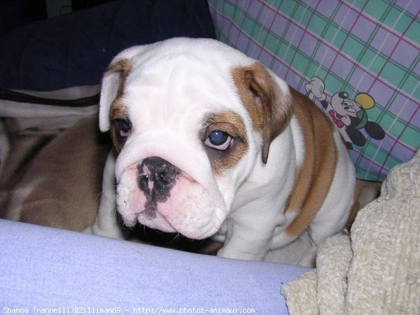 Photo de Bulldog