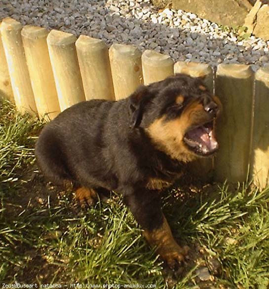 Photo de Rottweiler