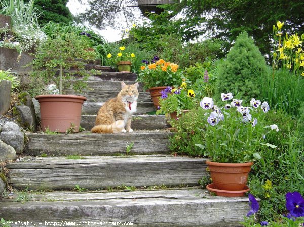 Photo de Chat domestique