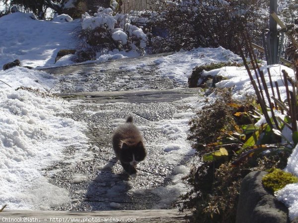 Photo de Chat domestique