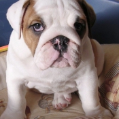 Photo de Bulldog