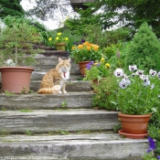 Photo de Chat domestique