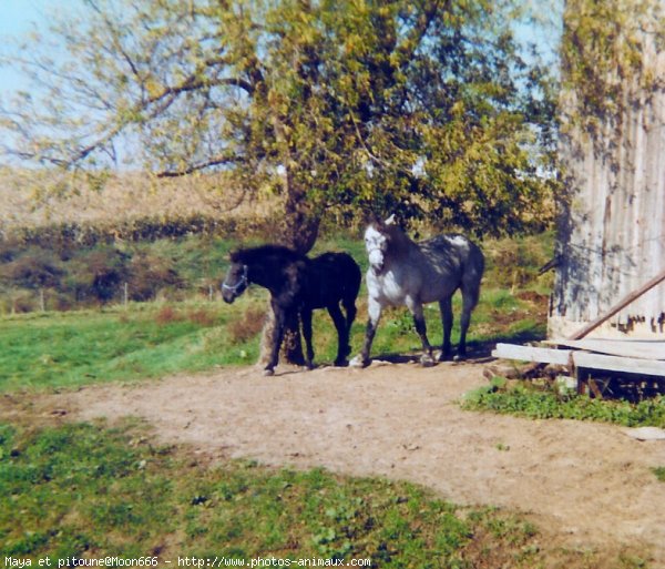 Photo de Percheron