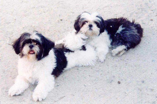 Photo de Shih tzu