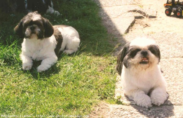 Photo de Shih tzu