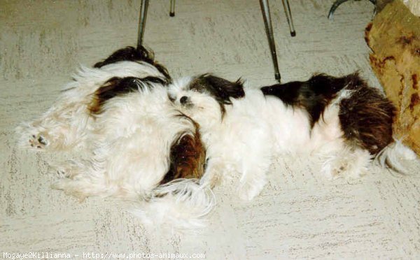 Photo de Shih tzu