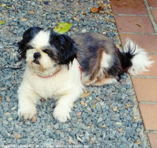 Photo de Shih tzu