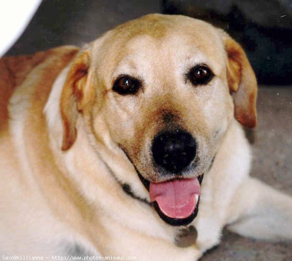 Photo de Labrador retriever