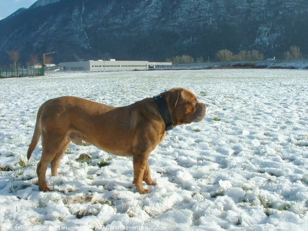 Photo de Dogue de bordeaux