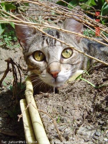 Photo de Chat domestique