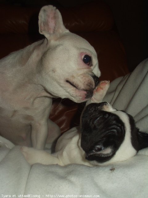 Photo de Bouledogue franais