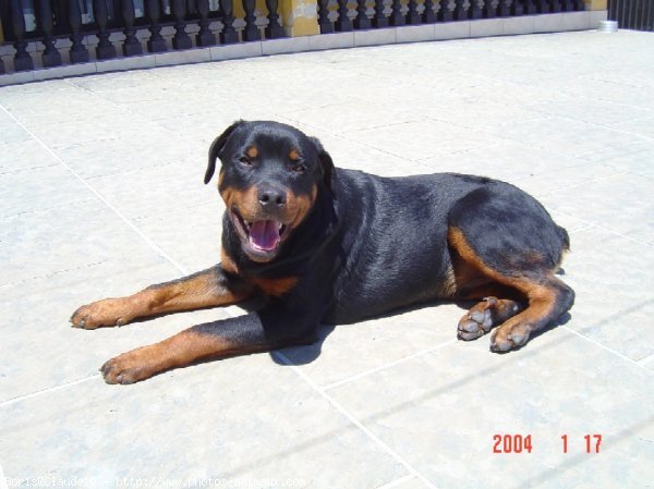 Photo de Rottweiler